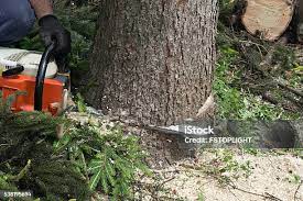 Best Tree Preservation Services  in Reisterstown, MD