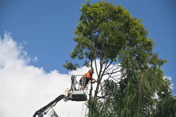 Best Tree Disease Treatment  in Reisterstown, MD