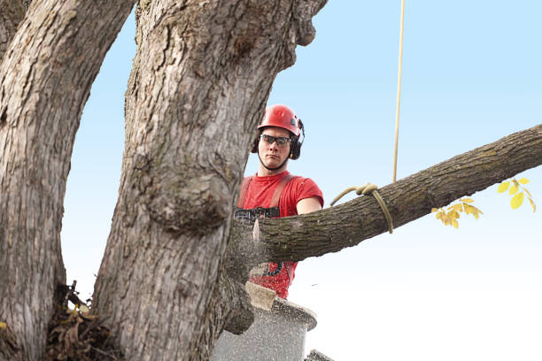 How Our Tree Care Process Works  in  Reisterstown, MD